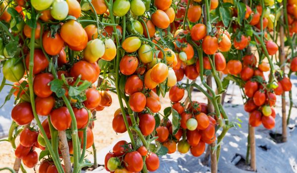 Aseptic drums of Iranian tomato paste ready for export